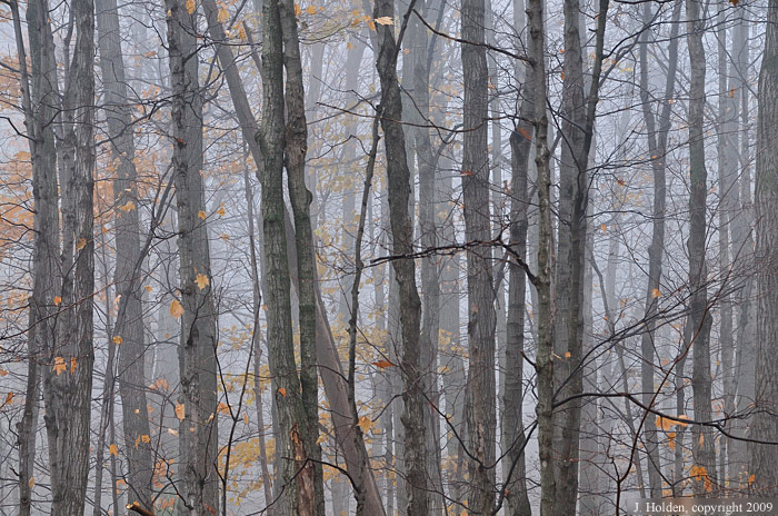 Gloom and fog in the forest
