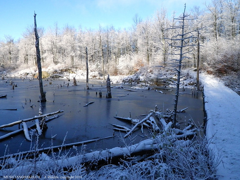 Burma swamp with snow