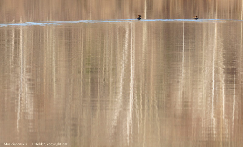 Mergansers in November