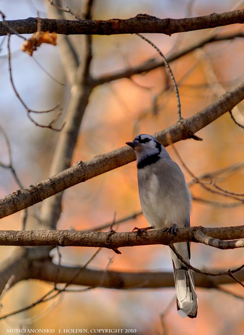 Morning Blue Jay 