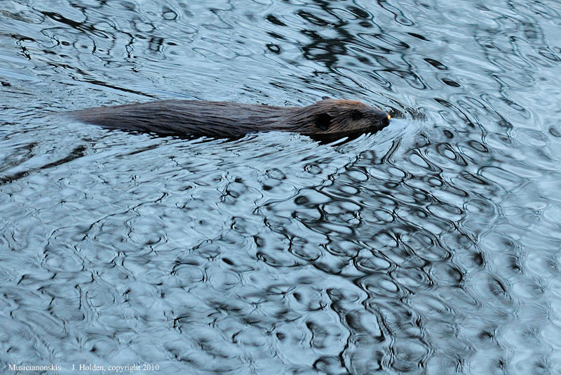 Beaver with glowing nose