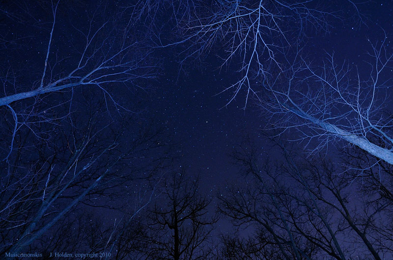 Moonlit trees
