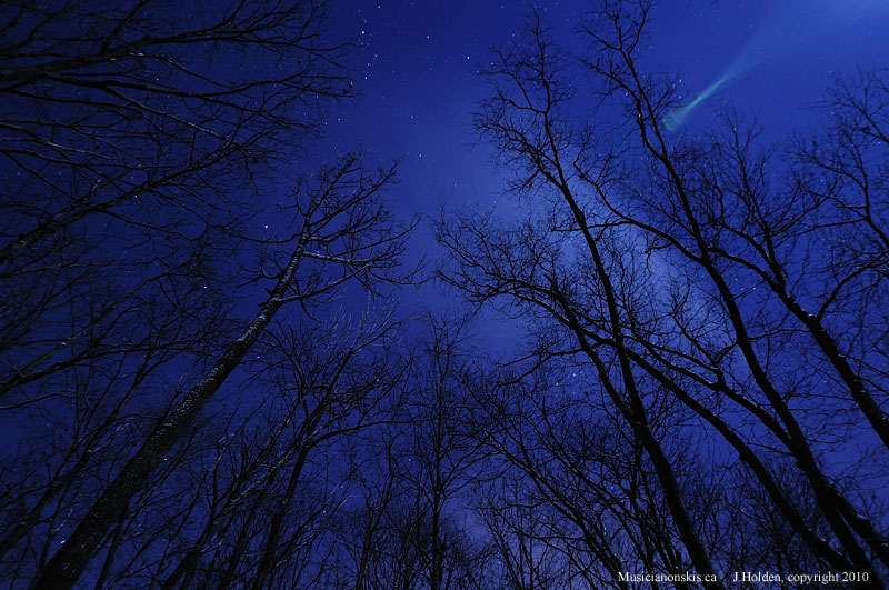 Moonlit trees, with a dusting of snow