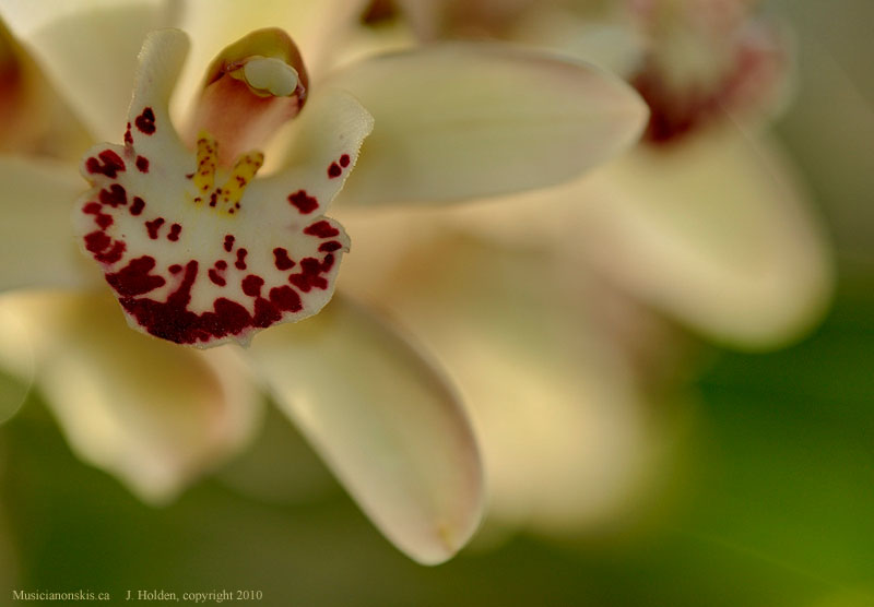 Orchid in Bloom