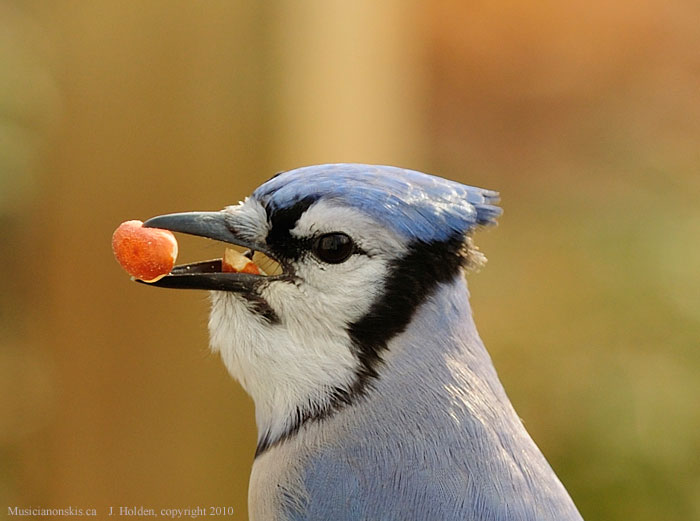 Blue Jay with Peanuts