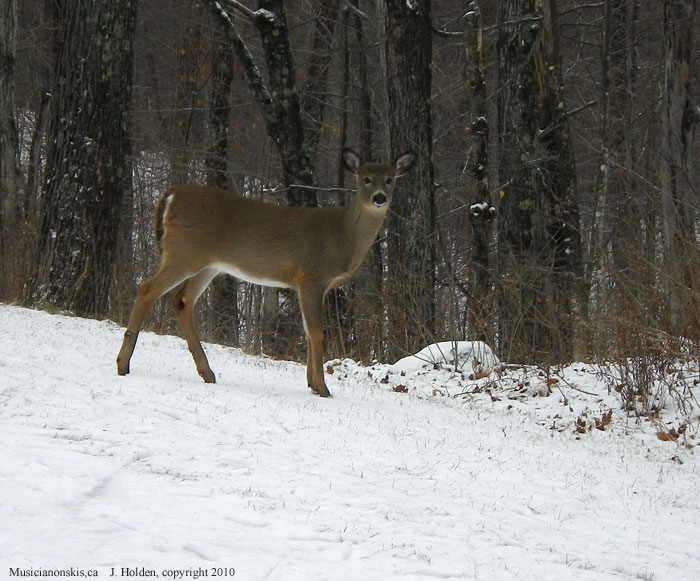 Deer near Kingsmere