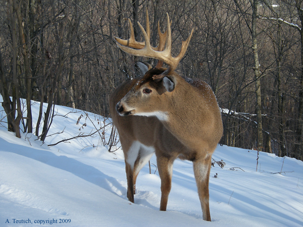 Large Deer1