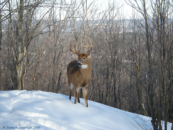 Large Deer2