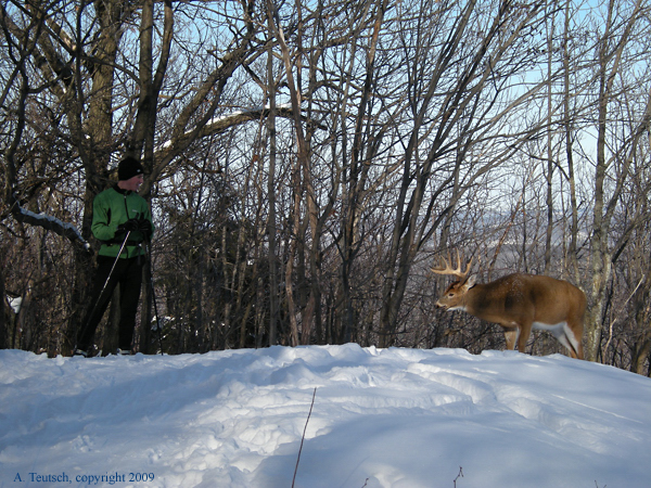 Large Deer3