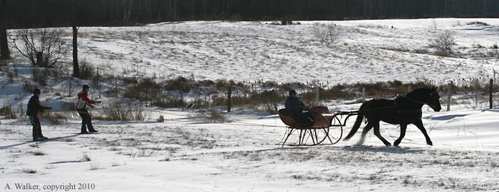 Skis_and_Horses