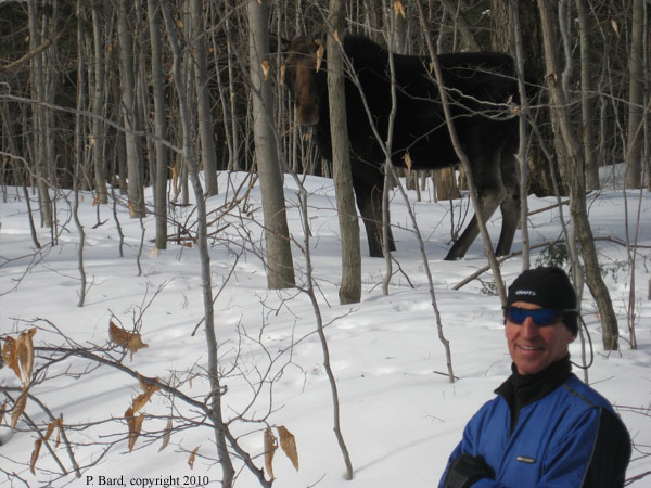 Moose2
